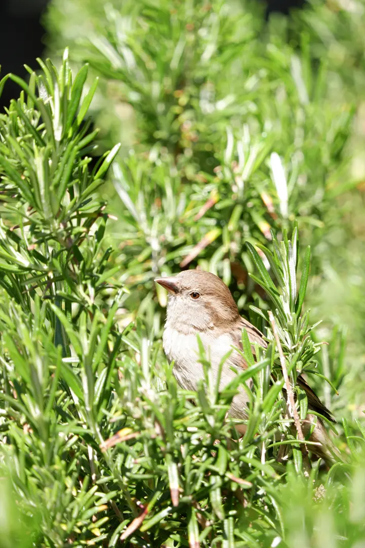 oiseau